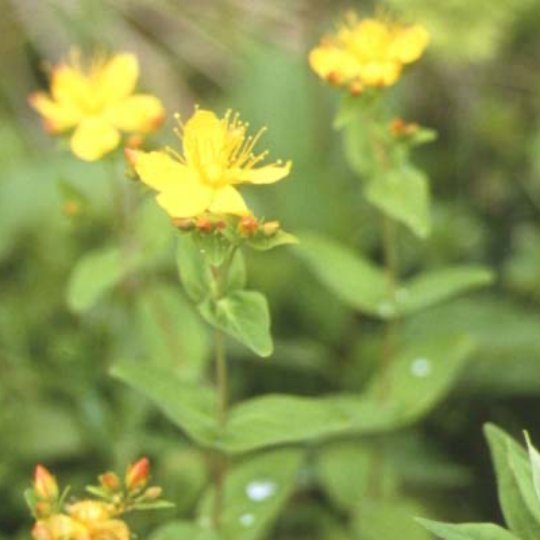 オトギリソウ花