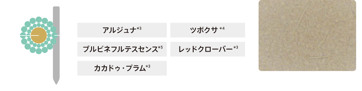 スピキュールの拡大図