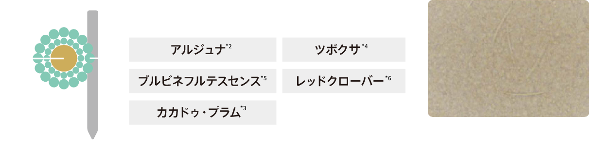 スピキュールの拡大図