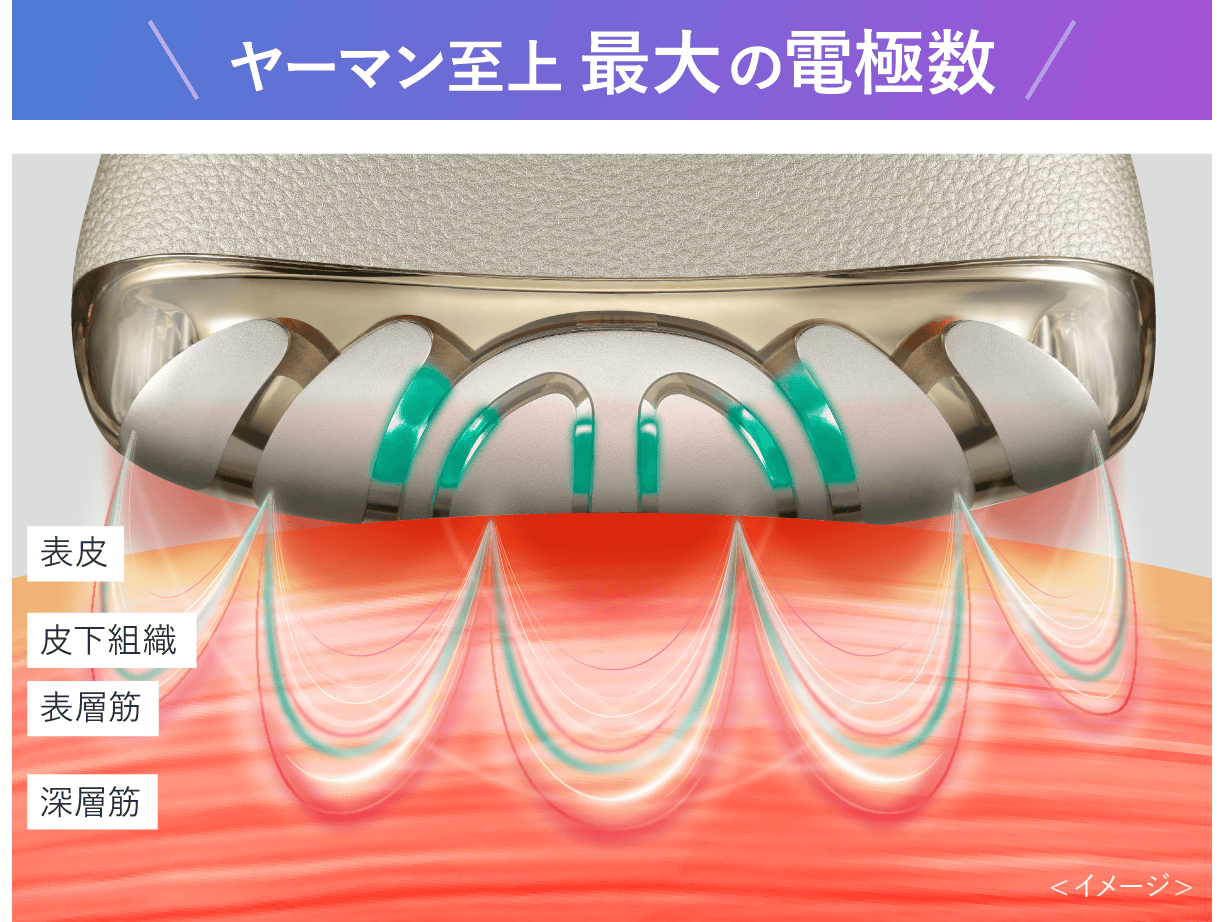肌断面