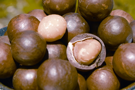 Macadamia nut oil