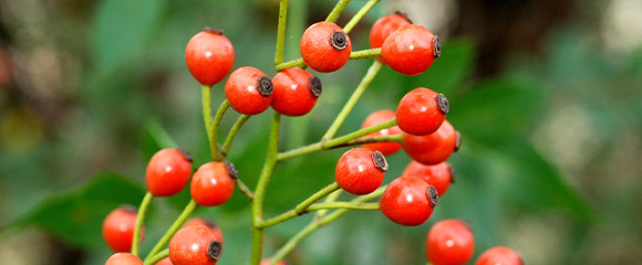 Rosa Multiflora Fruit