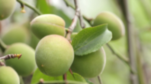 Prunus Mume Fruit