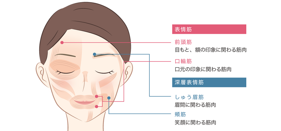 表情筋 / 深層表情筋