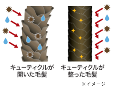 髪がうねる、広がる要因の画像